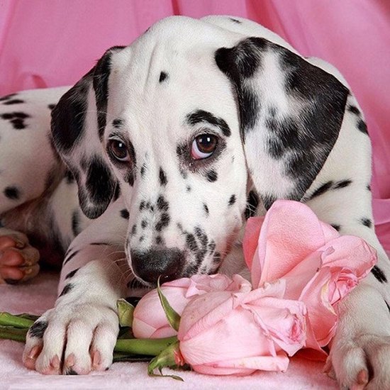 Diamond painting pakket ( full ) - Dalmatier pup met rose rozen 40X40 cm |  bol.com