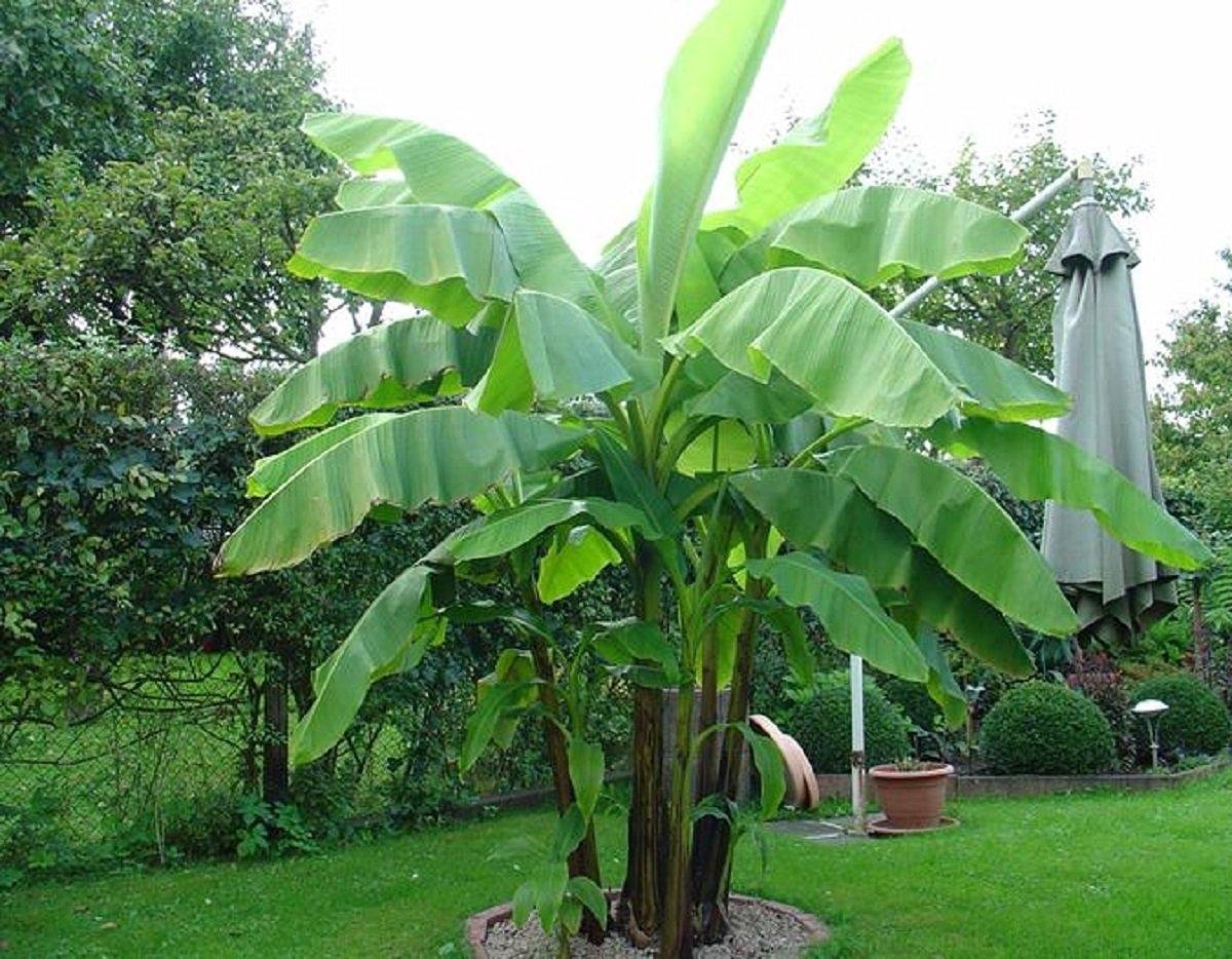 Musa Basjoo Japanse vezelbanaan Totale hoogte 4060cm incl. ø 17cm
