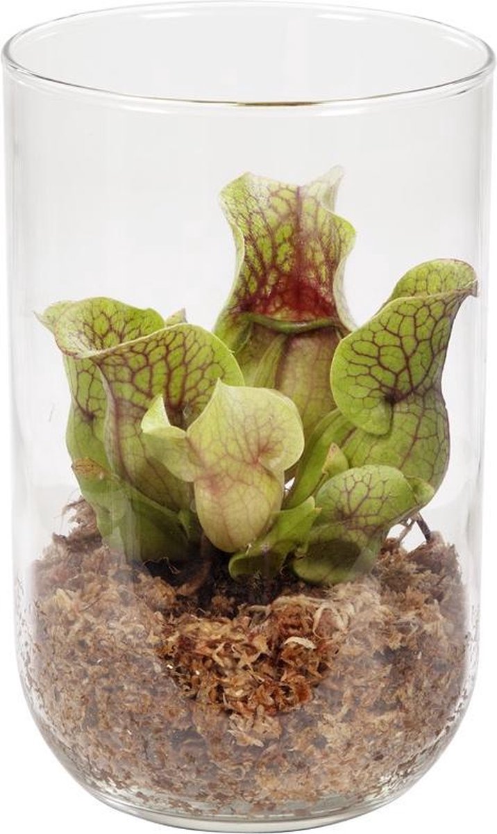 Swampworld deco glas - Trompetbekerplant - vleesetende plant - in glazen  vaas | bol.com