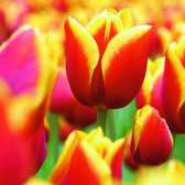 50 x Tulp Kees Nelis