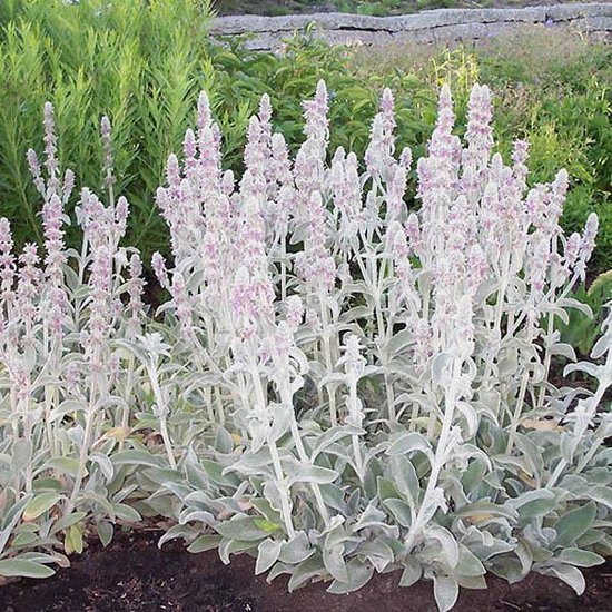 6 x Stachys Byzantina - Oreille de lapin godet 9cm x 9cm