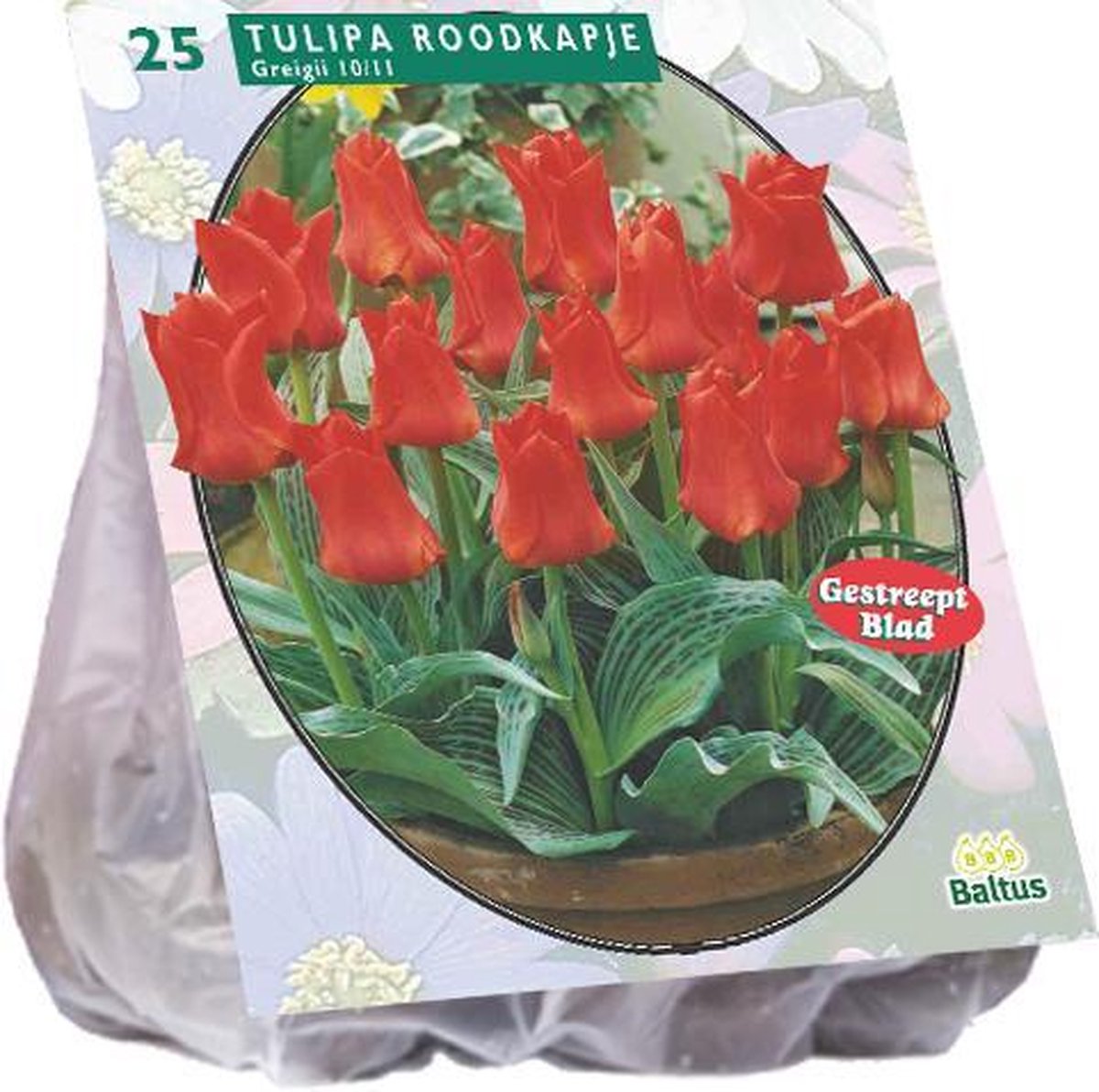 Bloembol Tulipa Roodkapje - 2 x 25 stuks