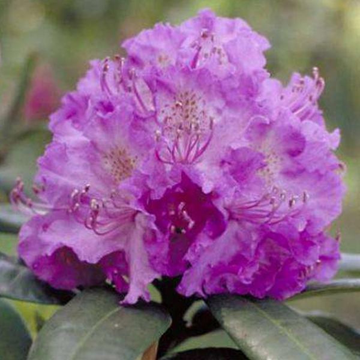 Rhododendron 'Alfred' - 40-50 cm in pot: Grote roze bloemen met een opvallend donkere vlek.