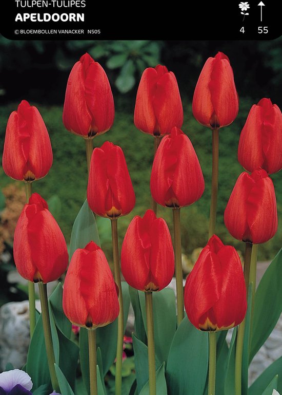 50 x Tulipe Apeldoorn