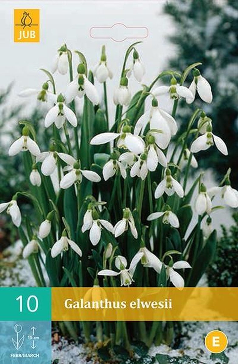 Galanthus elwesii - sneeuwklokje - set van 10 stuks