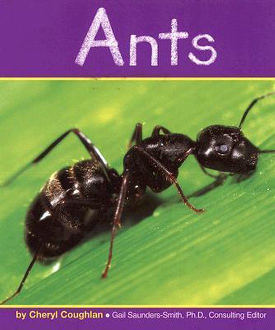 Ants