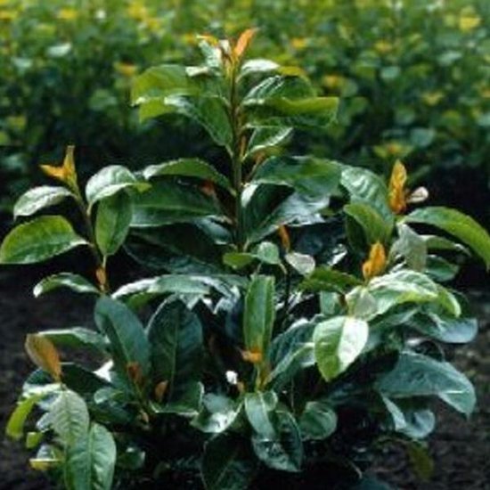 Prunus Laurocerasus Etna ( 'Anbri') - Laurier - Cerise 60-80 cm pot