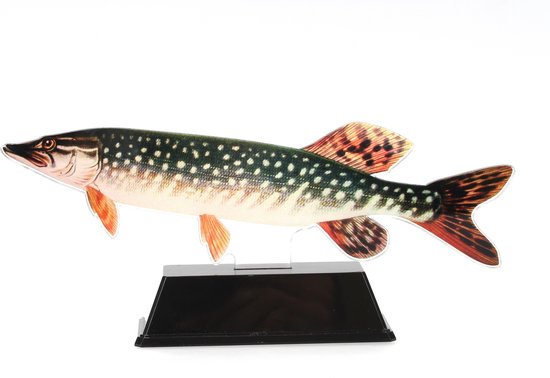 Vistrofee Real Fish Snoek 17 cm - Prijs Snoekwedstrijd Viswedstrijd Visprijs Wedstrijdprijzen Sportvissen Visprijzen Wedstrijdvissen Viswedstrijden Sportvisprijs Sportvisprijzen Visbokaal Vis Bokaal Beker Visbeker Wedstrijdbeker Visbeeld Beeldje Heng