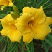 6 x Hemerocallis 'Mini Stella' - Daglelie Pot 9x9 cm - Compacte Gele Bloemen