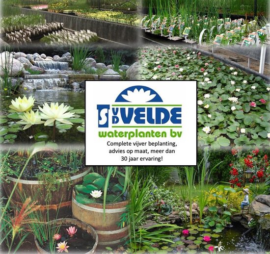 Waterleliemeststof - Voedingsstof voor waterplanten, bloesembooster 200