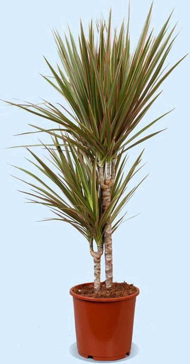 Dracaena marginata bicolor 85cm 2 stam