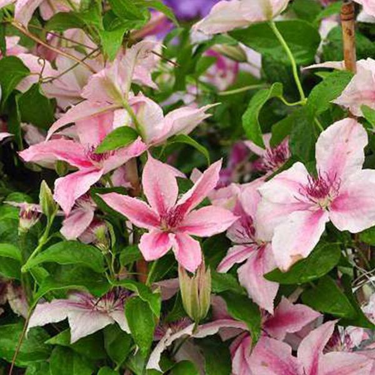 Clematis 'Pink Fantasy' Clématite 'Pink Fantasy' 5060 cm pot