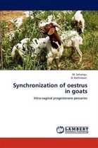 Synchronization of oestrus in goats