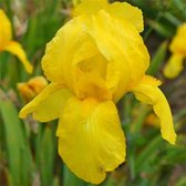 6 x Iris 'Ola Kala' - Baardiris Pot 9x9 cm - Donkerpaarse Bloemen