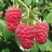 Frambraam - Rubus Tayberry - kruising tussen een braam, framboos en loganbes - kleinfruit - bramenstruik - plant - eigen fruit kweken
