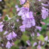 6 x Calamintha Nepeta 'Blue Cloud' - Bergsteentijm pot 9x9cm - Lavendelblauwe bloemen, aromatische bladeren