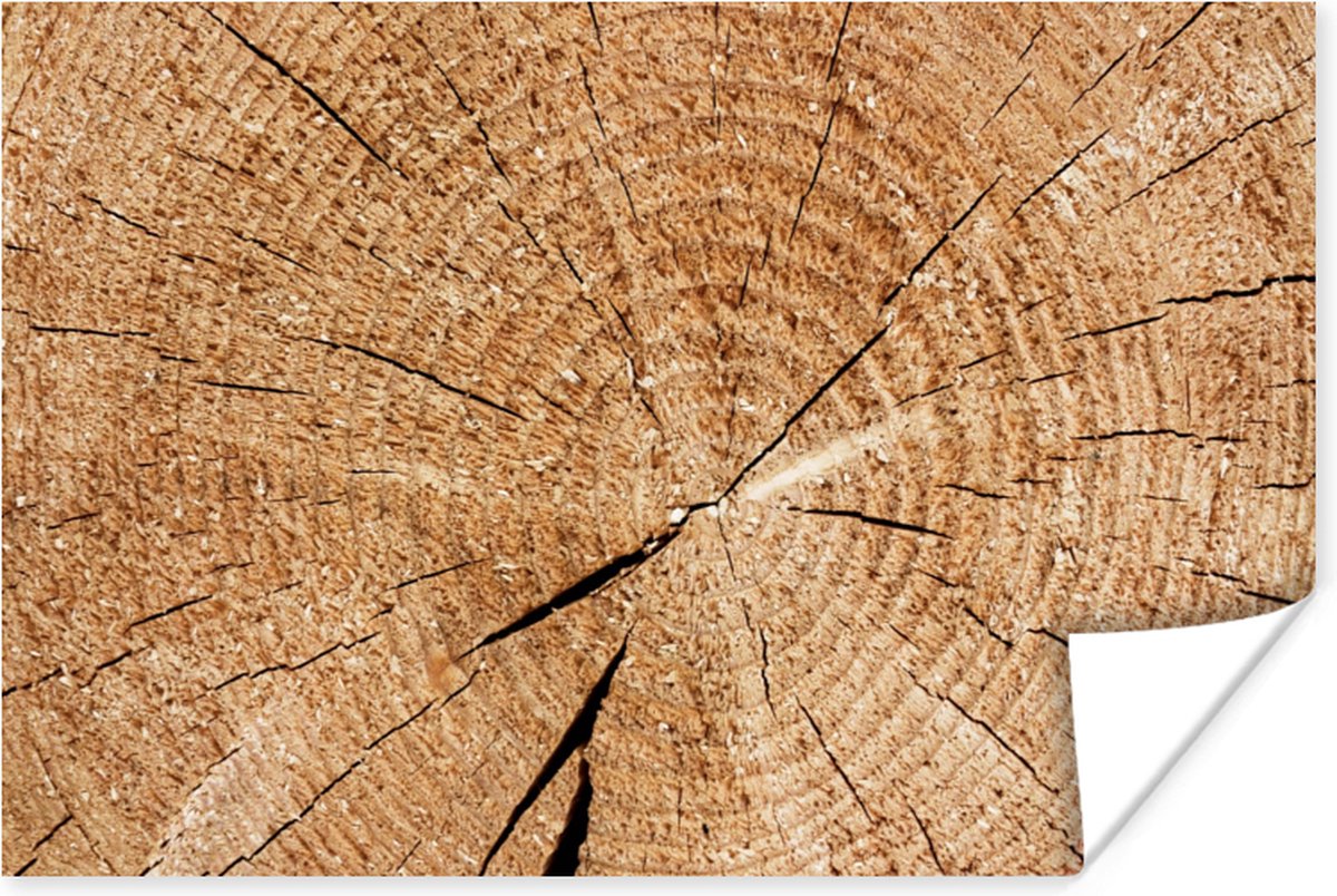 Poster Boomstam - Jaarringen - Hout - 60x40 cm