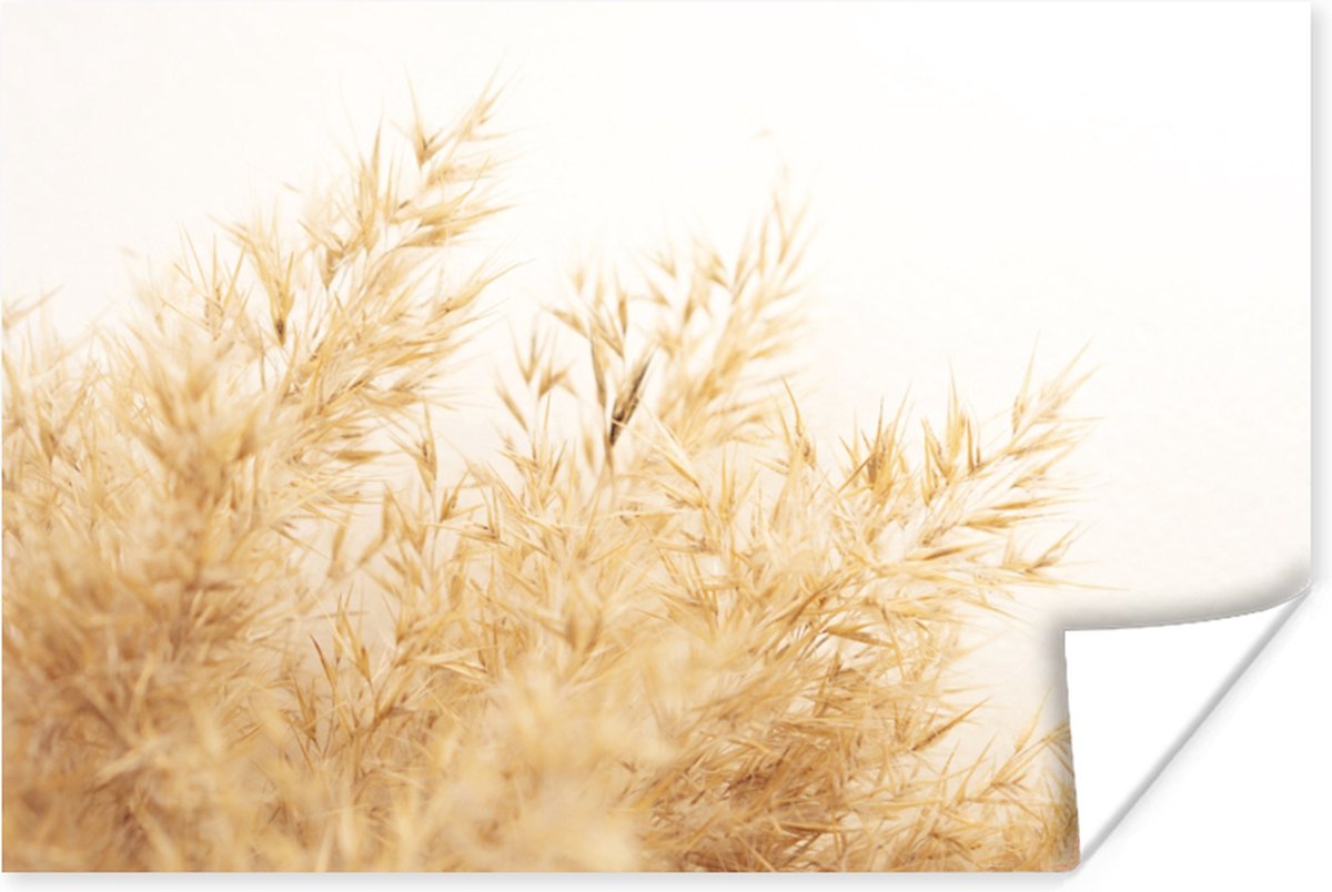 Poster Tarwe - Natuur - Zon - 120x80 cm