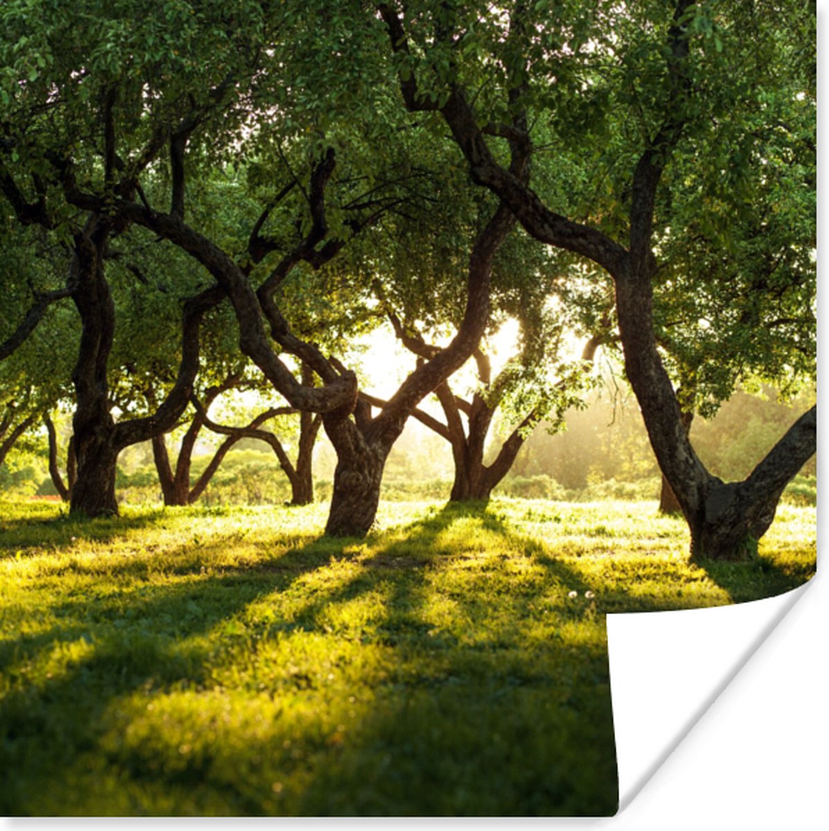 Poster Bomen - Natuur - Zon - 75x75 cm