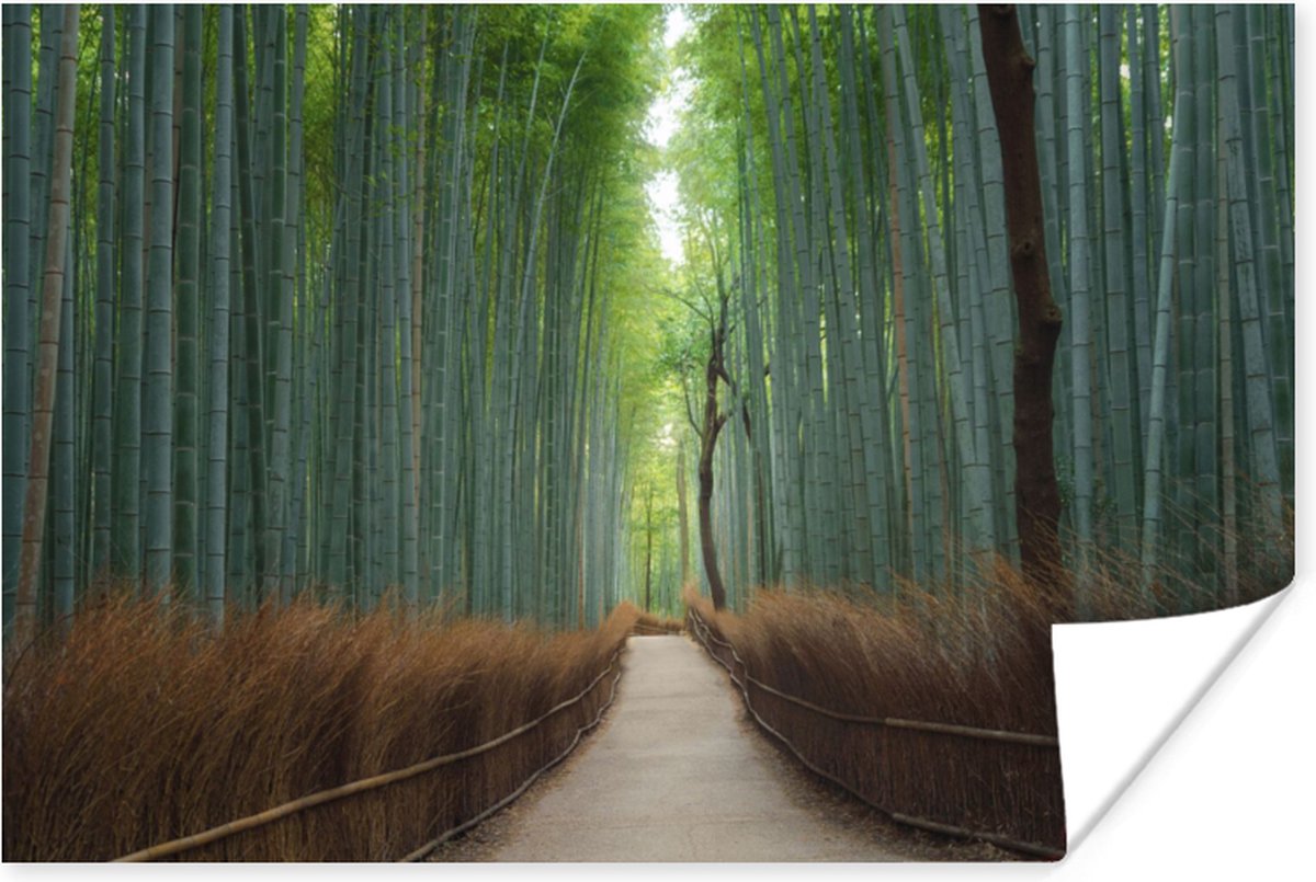 Poster Bamboe - Pad - Bos - 30x20 cm