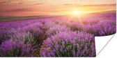 Poster Lavendel - Zon - Bloemen - 40x20 cm