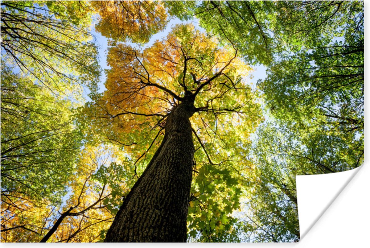 Poster Boom - Natuur - Bos - 120x80 cm