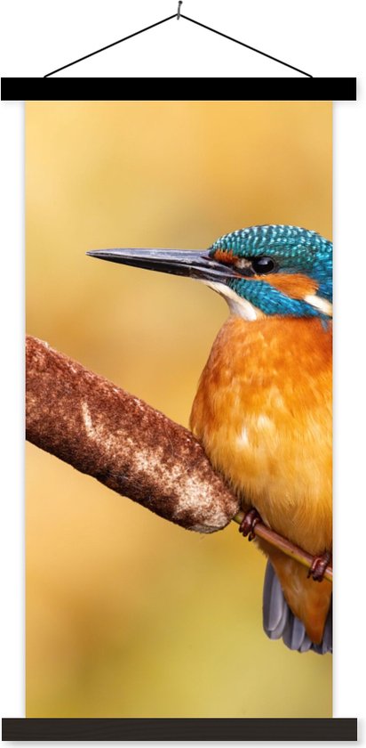 Porte-affiche avec affiche - Affiche scolaire - Martin-pêcheur - Nature - Vogel - 60x120 cm - Lattes noires