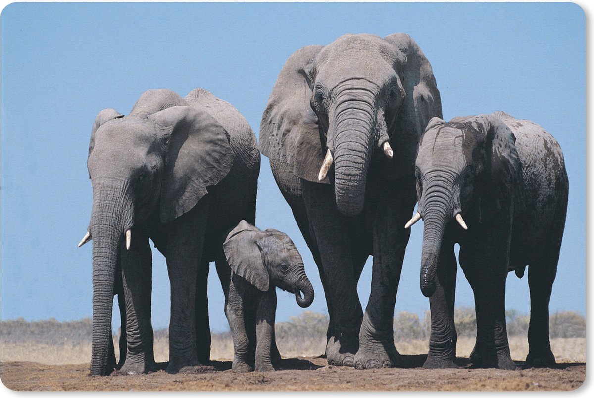 Muismat XXL 120x80 cm - Bureau onderlegger - Bureau mat Olifant - Vlakte - Dieren - Natuur - Bureaumat - Gaming mousepad xl - Bureaulegger groot - Computer deskmat