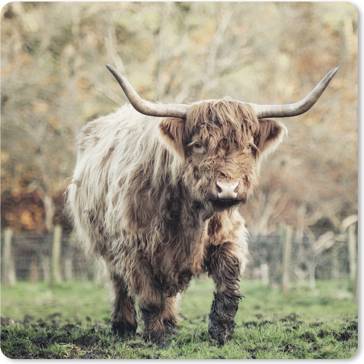 Muismat XXL 40x40 cm - Bureau onderlegger - Bureau mat Schotse Hooglander Stier - Natuur - Herfst - Bureaumat - Gaming mousepad xl - Bureaulegger groot - Computer deskmat