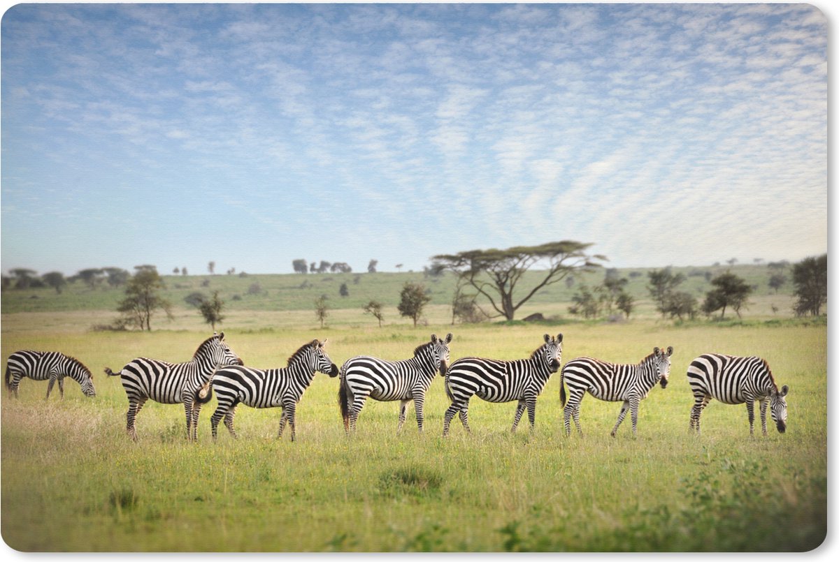 Muismat XXL 120x80 cm - Bureau onderlegger - Bureau mat Een lijn van Zebras lopen op de savanne van het Nationaal park Serengeti in Tanzania - Bureaumat - Gaming mousepad xl - Bureaulegger groot - Computer deskmat