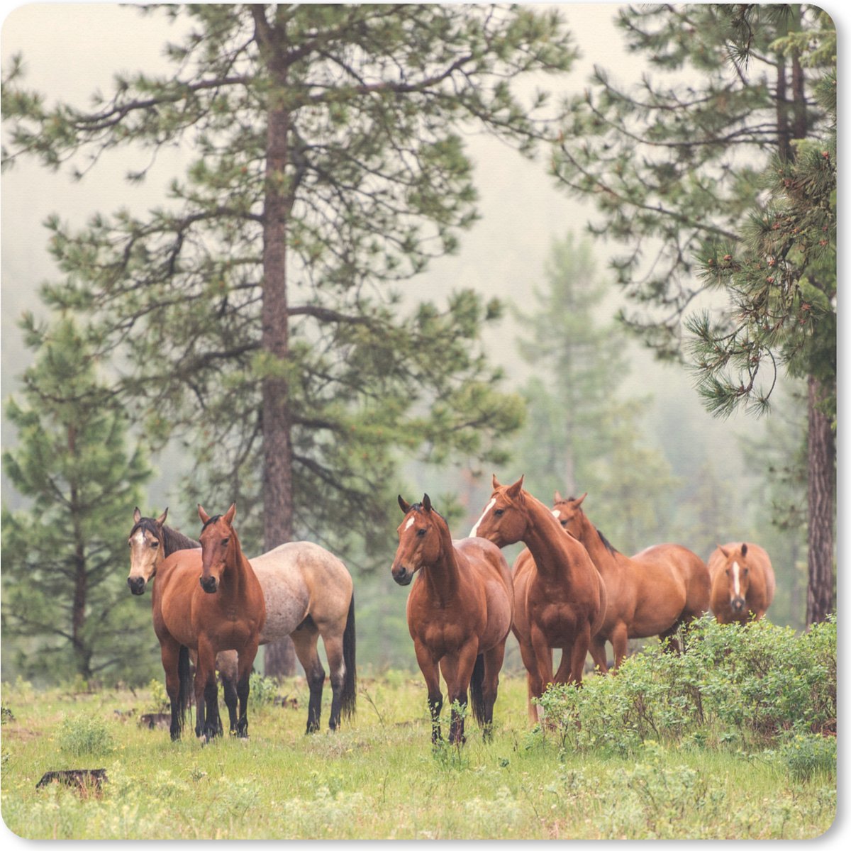 Muismat XXL 40x40 cm - Bureau onderlegger - Bureau mat Paarden - Bos - Mist - Bureaumat - Gaming mousepad xl - Bureaulegger groot - Computer deskmat