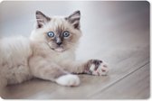 Muismat XXL - Bureau onderlegger - Bureau mat - Een Ragdoll kitten ligt op de vloer - 90x60 cm - XXL muismat