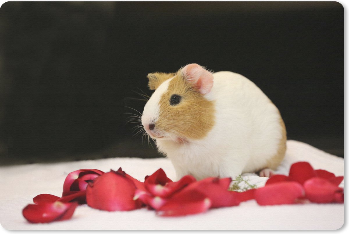 Muismat XXL 120x80 cm - Bureau onderlegger - Bureau mat Lieve cavia - Bureaumat - Gaming mousepad xl - Bureaulegger groot - Computer deskmat