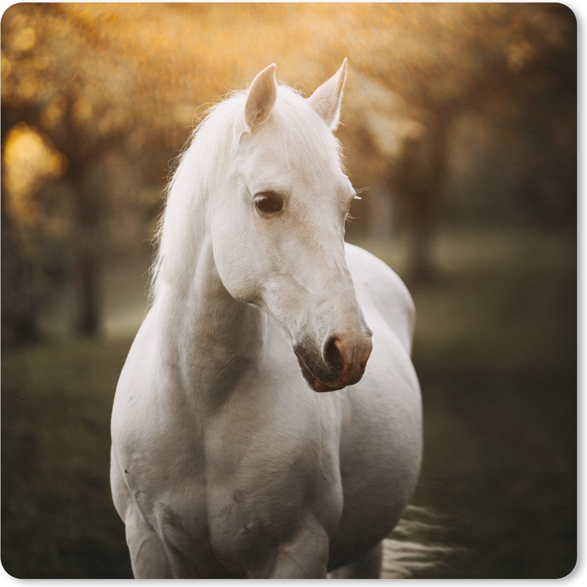 Muismat XXL 40x40 cm - Bureau onderlegger - Bureau mat Paard - Zon - Herfst - Dieren - Natuur - Bureaumat - Gaming mousepad xl - Bureaulegger groot - Computer deskmat