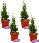 Set van 4 Coniferen - Thuja occidentalis 'Smaragd' - 60cm - 2 liter pot