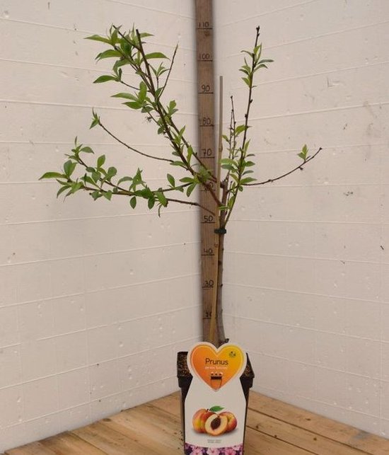 Suncrest Perziken -Fruitboom- 120 cm hoog- Laagstam- Potgekweekt
