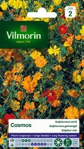 Vilmorin - Cosmos - Sulphureus gemengd - V287