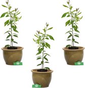 Set van 3 limoenplanten citrus auratifolia ‘Limoen’ 50cm in 2 liter pot