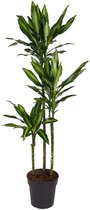 Plant in a Box - Dracaena fragrans Cintho - Drakenboom - Pot 24cm - Hoogte 140-150cm