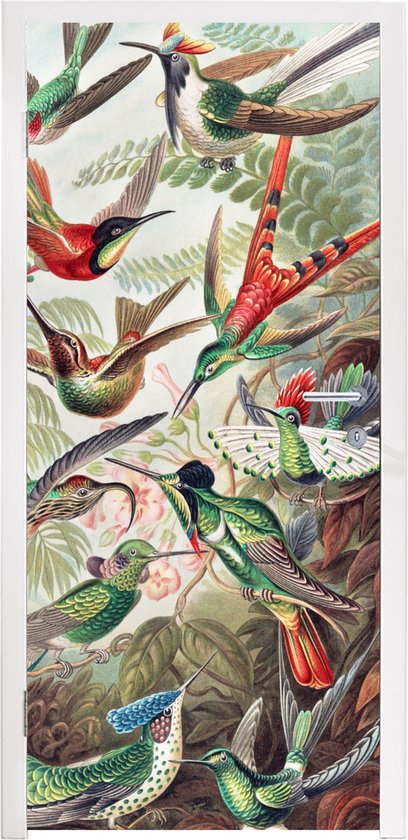 Deursticker Kolibrie - Vintage - Ernst Haeckel - Vogel - Kunst - Natuur - 75x205 cm - Deurposter