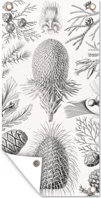 Tuinposter - Kunst - Schuttingposter - Ernst Haeckel - Tuin - 40x80 cm - Tuindecoratie - Muurdecoratie - Tuindoek - Buitenposter