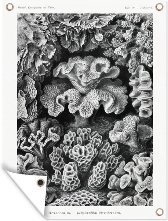 Tuinposter - Koraal - Kunst - Vintage - Tuin - Ernst Haeckel - 30x40 cm - Tuindoek - Tuindecoratie