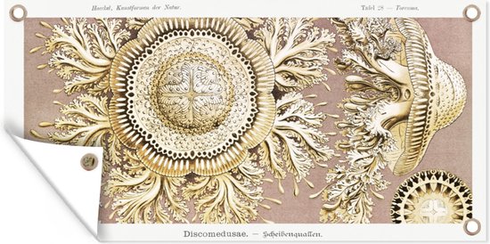 Tuinposter - Ernst Haeckel - Tuin - Vintage - Dieren - Kwal - Kunst - Schuttingdoek - 80x40 cm - Wanddecoratie - Tuindoek - Buitenposter