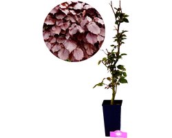 Fagus sylvatica 'Atropunicea' rode beukenhaag 3L pot