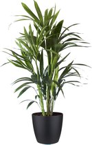 Kamerplant van Botanicly – Kentiapalm incl. sierpot zwart als set – Hoogte: 90 cm – Howea forsteriana Kentia