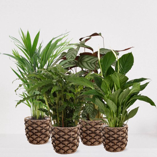 Kamerplantenset - Set van 4 - Hoogte 25-40cm - ⌀12cm - Planten