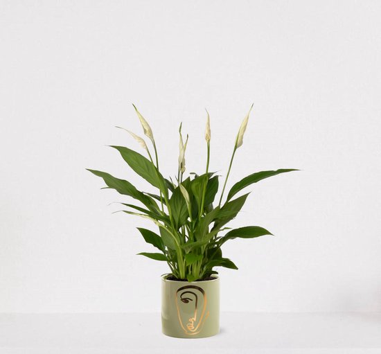Spathiphyllum in sierpot Molly Groen – witte kamerplant – luchtzuiverende lepelplant - ↕35-50cm - Ø13 – geleverd met plantenpot – vers uit de kwekerij