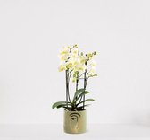 Phalaenopsis Multiflora wit in sierpot Molly Groen – bloeiende witte Orchidee – kamerplant - ↕40-55cm - Ø13 – geleverd met plantenpot – vers uit de kwekerij