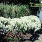12x Salvia nemorosa ‘Schneehügel’ -Salie in p9 (0,5 liter) kweekpotten