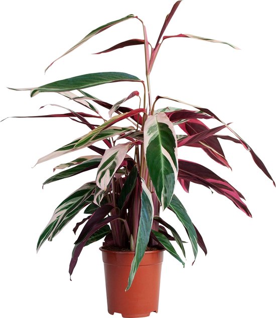 PLNTS - Calathea Triostar (Gebedsplant) - Kamerplant - Kweekpot 19 cm - Hoogte 50 cm